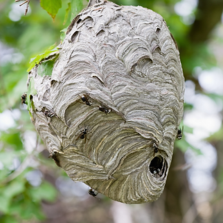 hornets.png