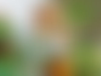 How To Make The Most Of Your Garden All Year Round