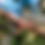 Thumbnail: STARLYF STEEL HOSE 50FT