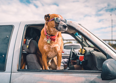 Cuidar a tu Perro