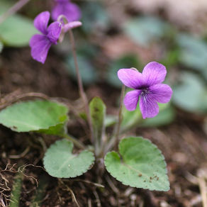 アカネスミレと季節の自然観察会告知