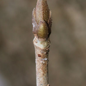 ゴマギのコックさん