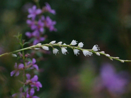長池小学校×東京家政学院大学プログラム