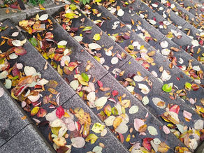 落ち葉のパレット