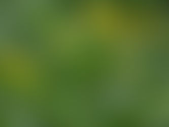 続・ハチミツソウ