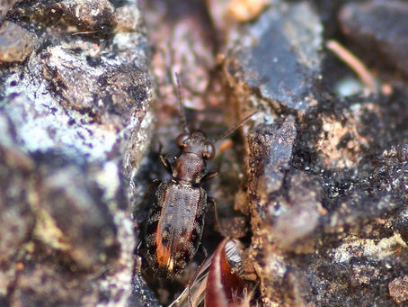 メダカチビカワゴミムシ