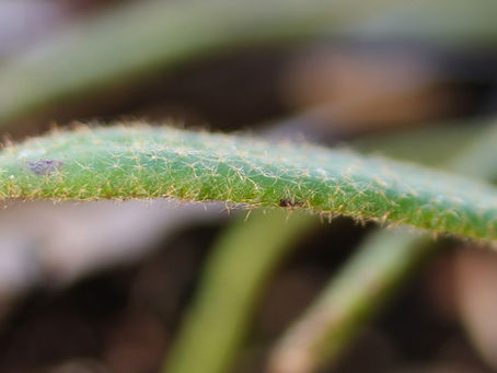 ビロードシダとヤツデの花