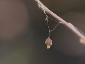 下柚木小学校林授業と里山保全隊活動