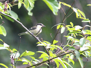 今年も秋葉台小学校野鳥授業スタート