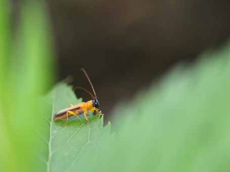 ヘリグロリンゴカミキリのかくれんぼ