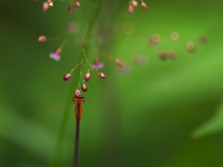 線香花火