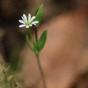 田んぼの白い点