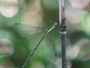 オオアオイトトンボとホドイモ開花