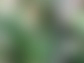 オオアオイトトンボとホドイモ開花