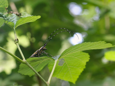 虫と一緒に夏草刈り