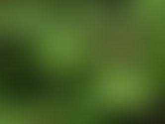 続・ミドリミツバウツギ