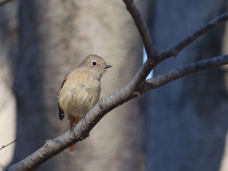 落ち葉掃除の現場監督