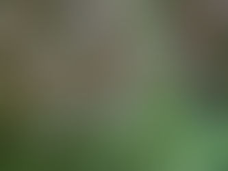 ヒトツノコシカニツリと別所小学校おおぞら学級プログラム