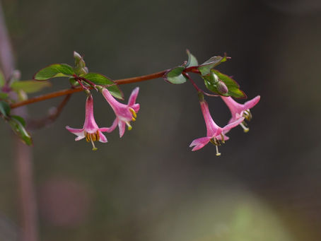 ウグイスカグラとネコヤナギ