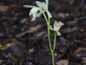 サガミランと重川散策