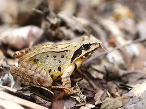 おやすみ!ヤマアカガエル