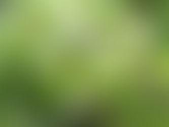 ど根性ウバユリ