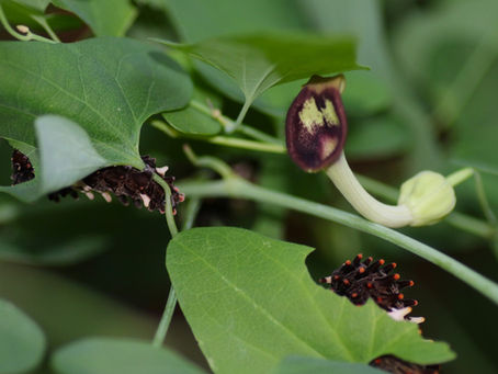 虫を使う花、葉を使う虫