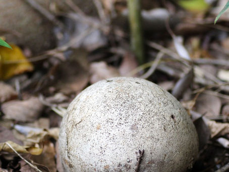 念願のオニフスベ