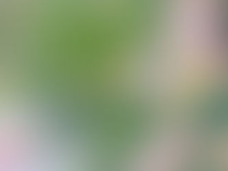 秋咲きのマンサク