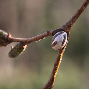 イラガの繭と泥だらけのパーキッズ(投稿1111件目)