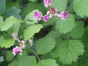 ナワシロイチゴと別所小学校5年生来園