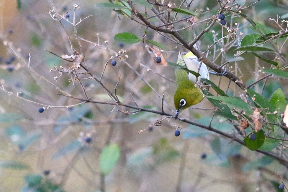 運ばれるコミノネズミモチ