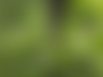 ウワミズザクラと小さなカミキリムシたち