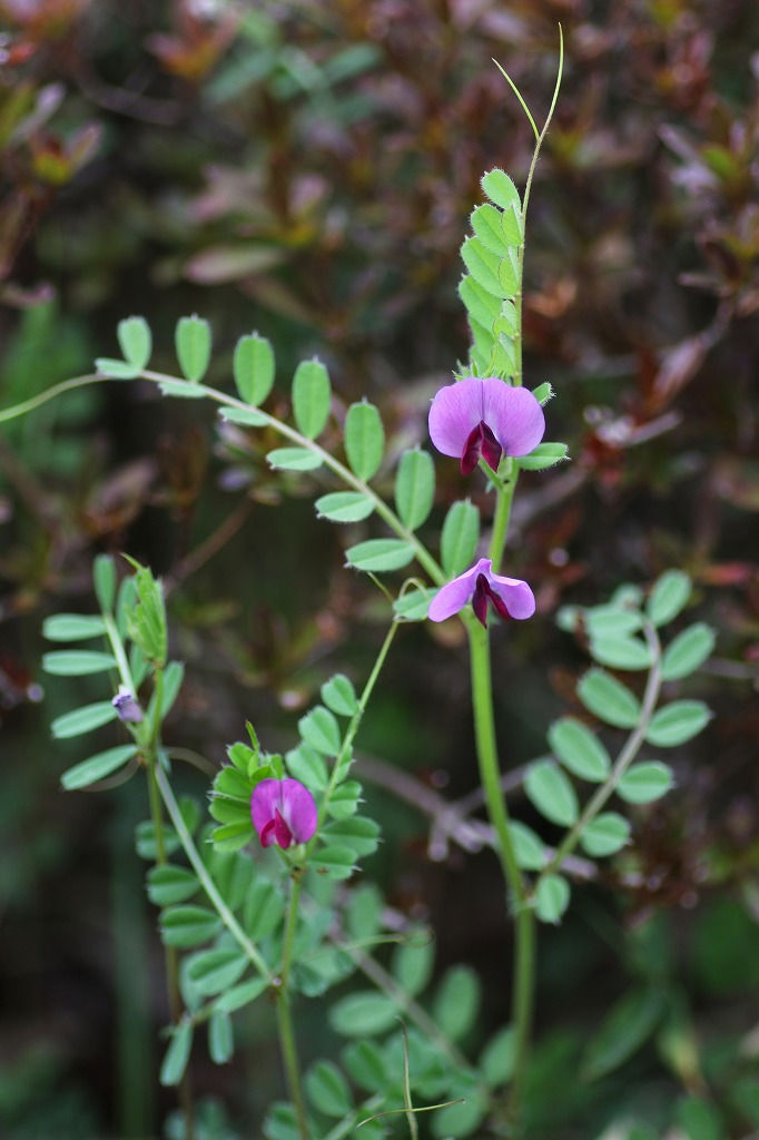 オオヤハズエンドウ