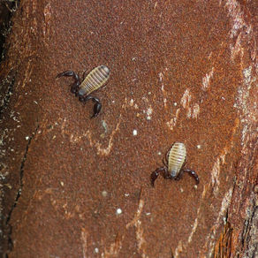 大栗川崖線の自然観察