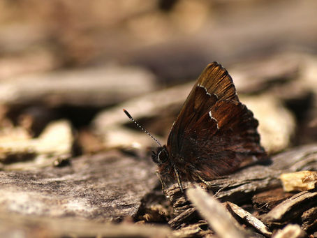 コツバメと植物観察会