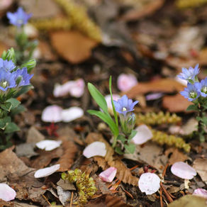桜の花が散る頃に