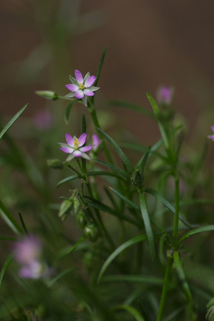 ウシオハナツメクサとヒメブタナ