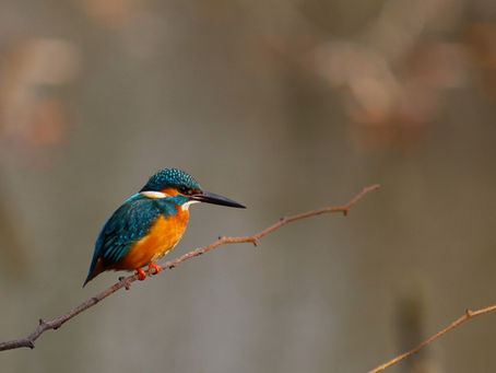 カワセミとオシドリ