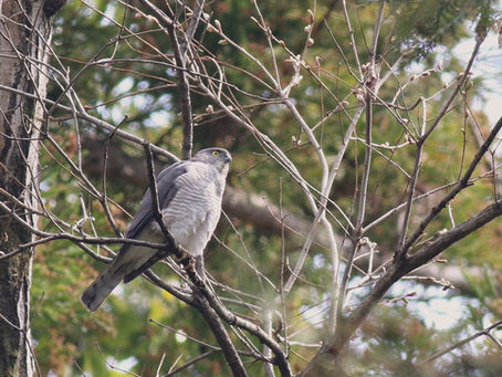 ツミとフデリンドウ