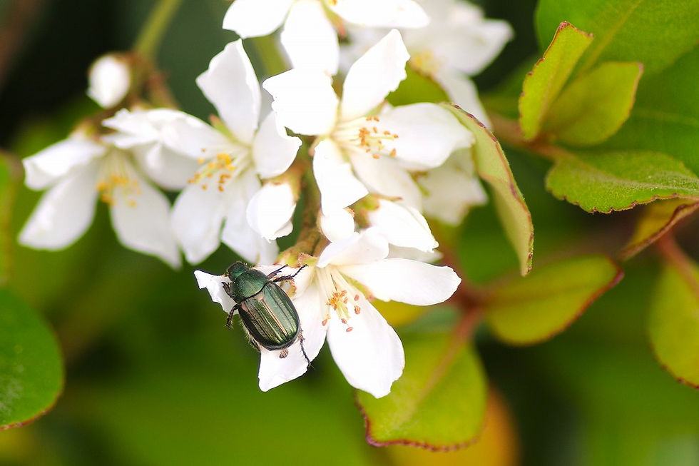 シャリンバイを利用する虫たち