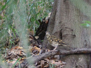 今季初トラとヒナコウモリ続報