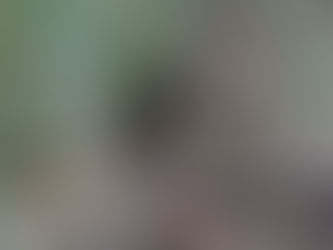 今季初トラとヒナコウモリ続報