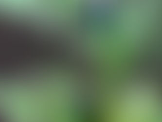 メリケントビハムシ