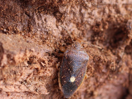 朽ち木の中から大発見