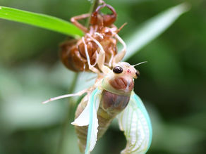 セミの羽化とアゲハの産卵