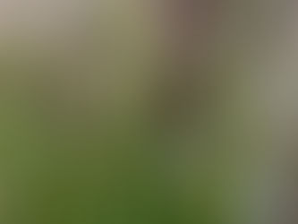 ヌカスゲとコゴメスゲ