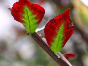 ニシキギのキャンドル