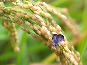 寺沢里山の植物(投稿600件目)