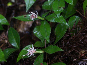 ナガバノコウヤボウキと山狸
